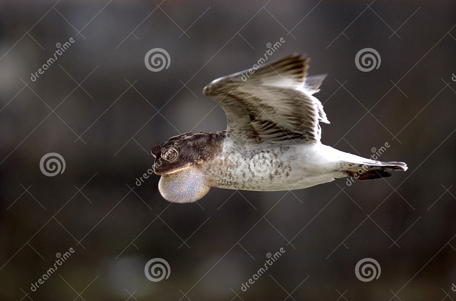 weird stock photos frog bird