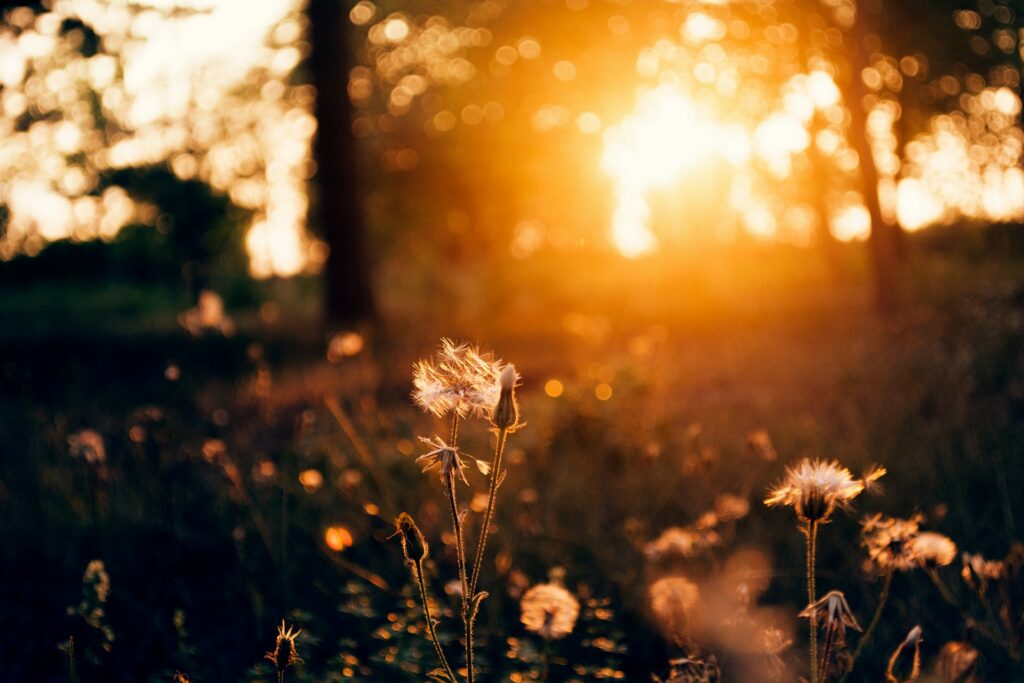 Golden hour photo of the sun coming through trees, highlighting plant life