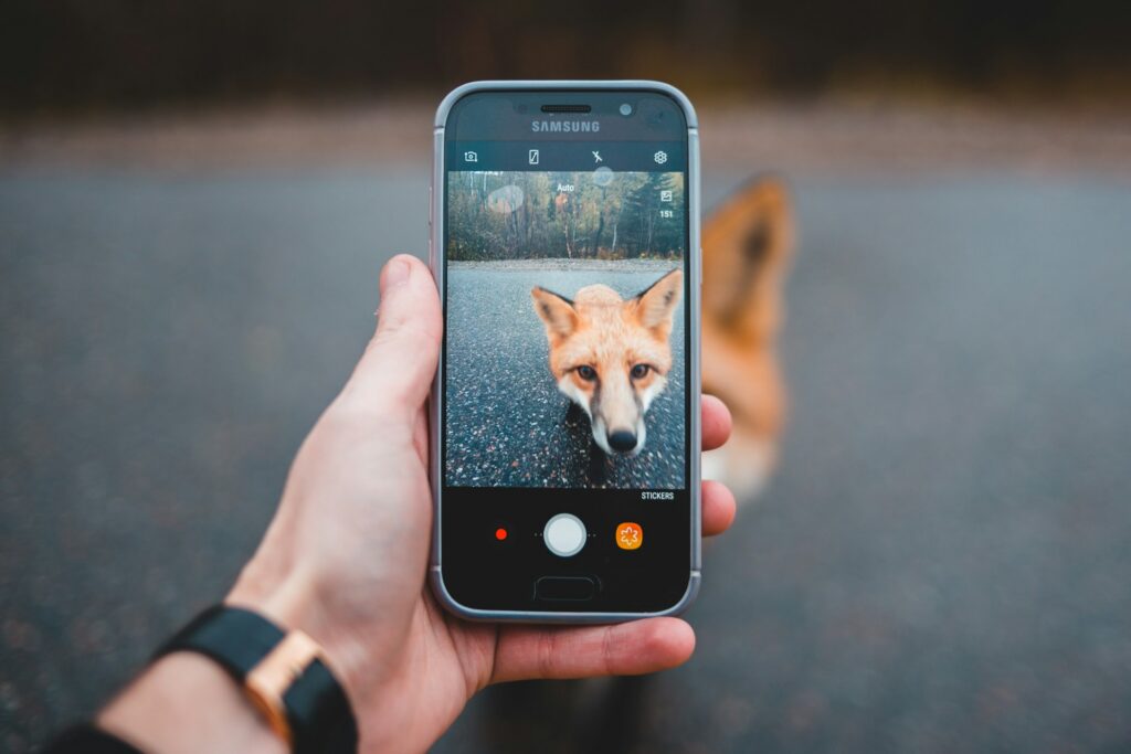 smartphone camera capturing a dog
