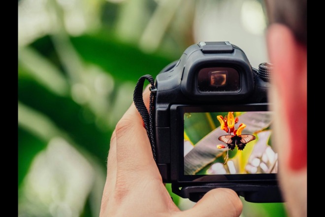 Camera shooting at a butterfly on a flower