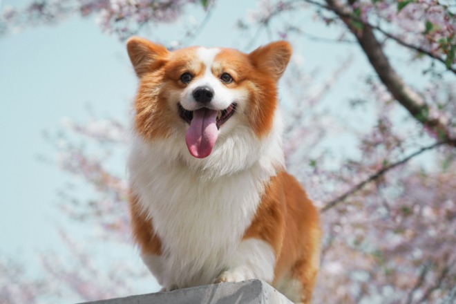 dog training themes