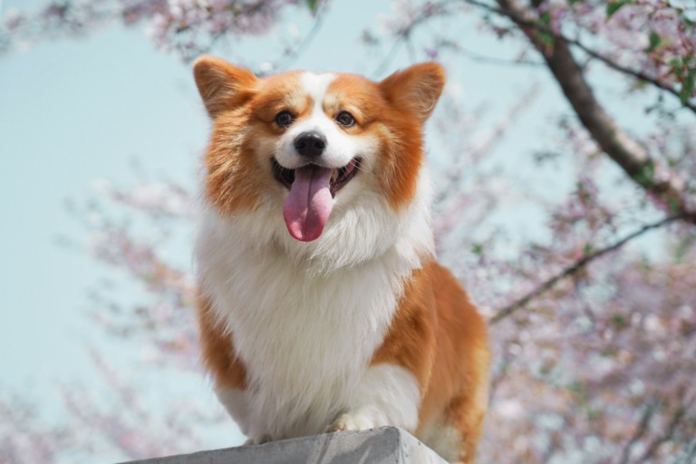 dog training themes
